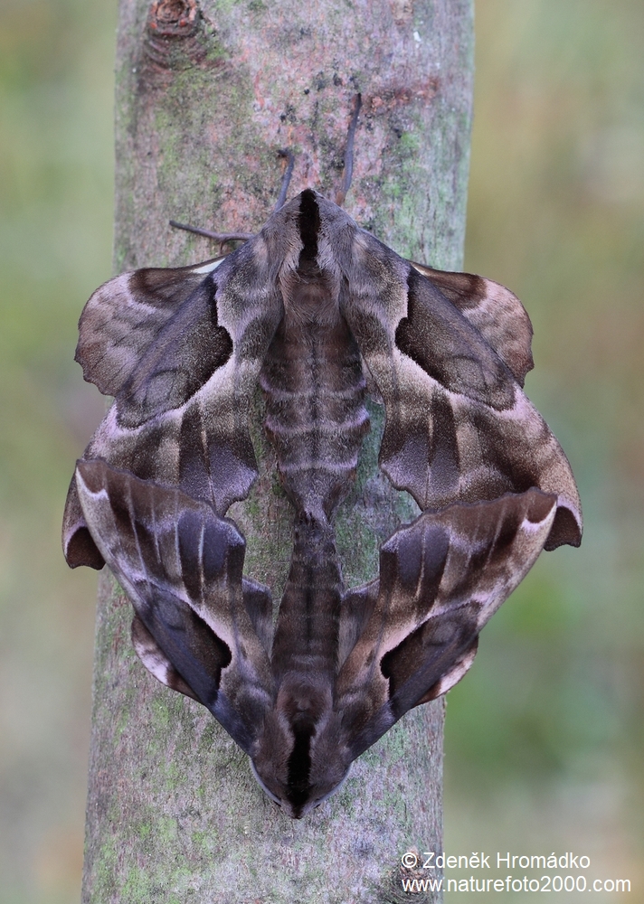 , Phyllosphingia dissimilis, Sphingidae (Butterflies, Lepidoptera)